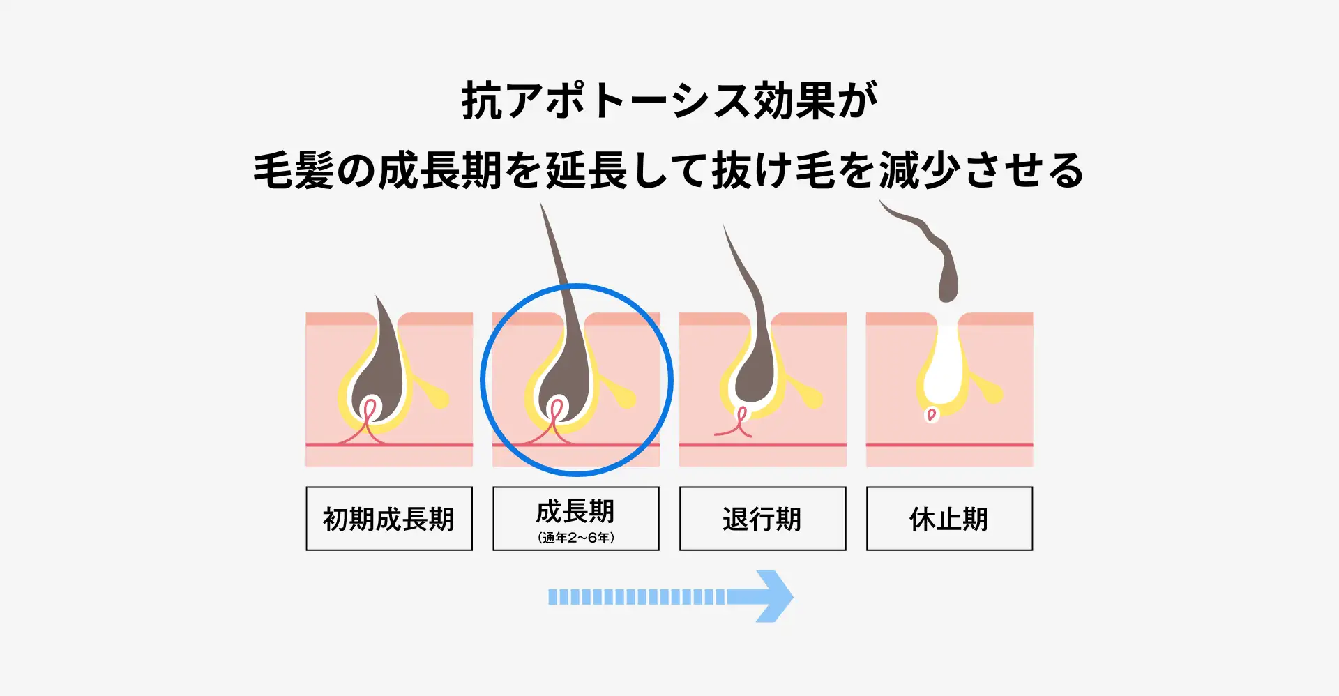 抗アポトーシス効果の説明