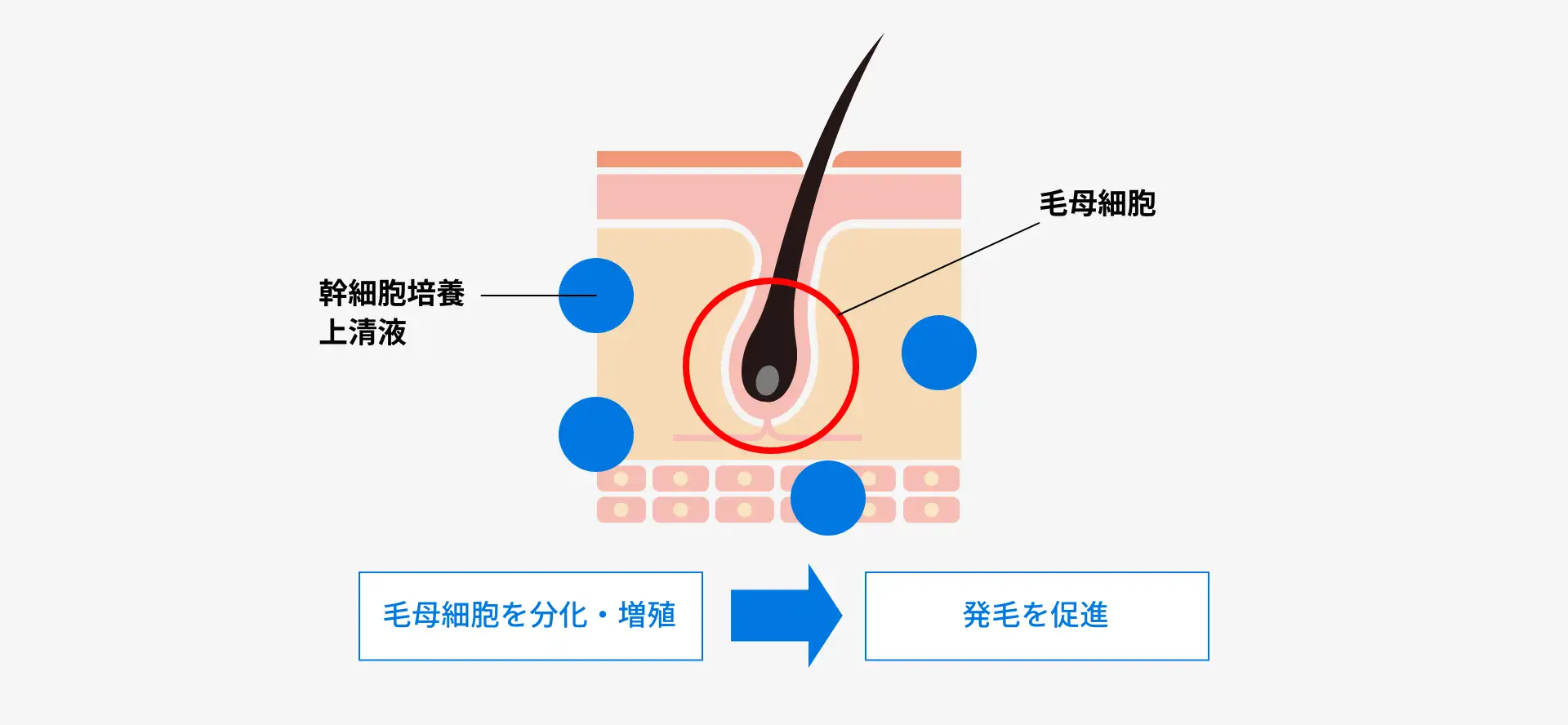 ゴリラメソ（幹細胞培養上清液）における作用の様子