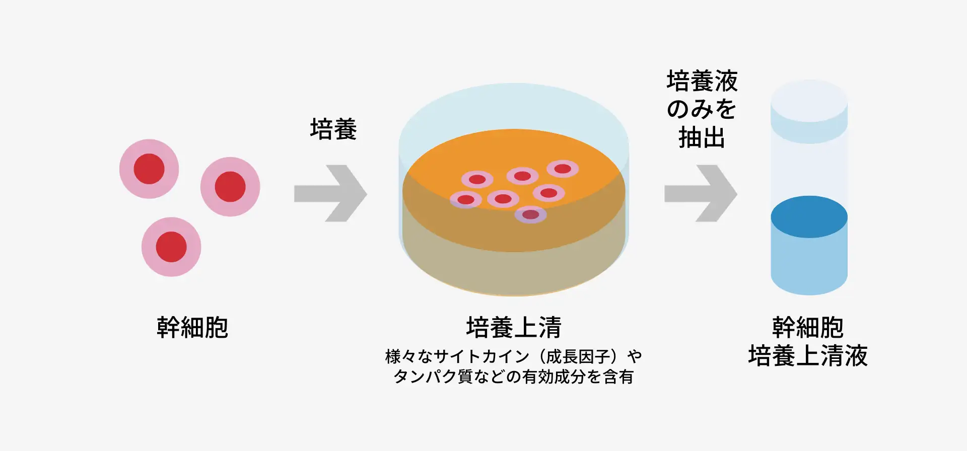 ゴリラメソ（幹細胞培養上清液）における培養の様子