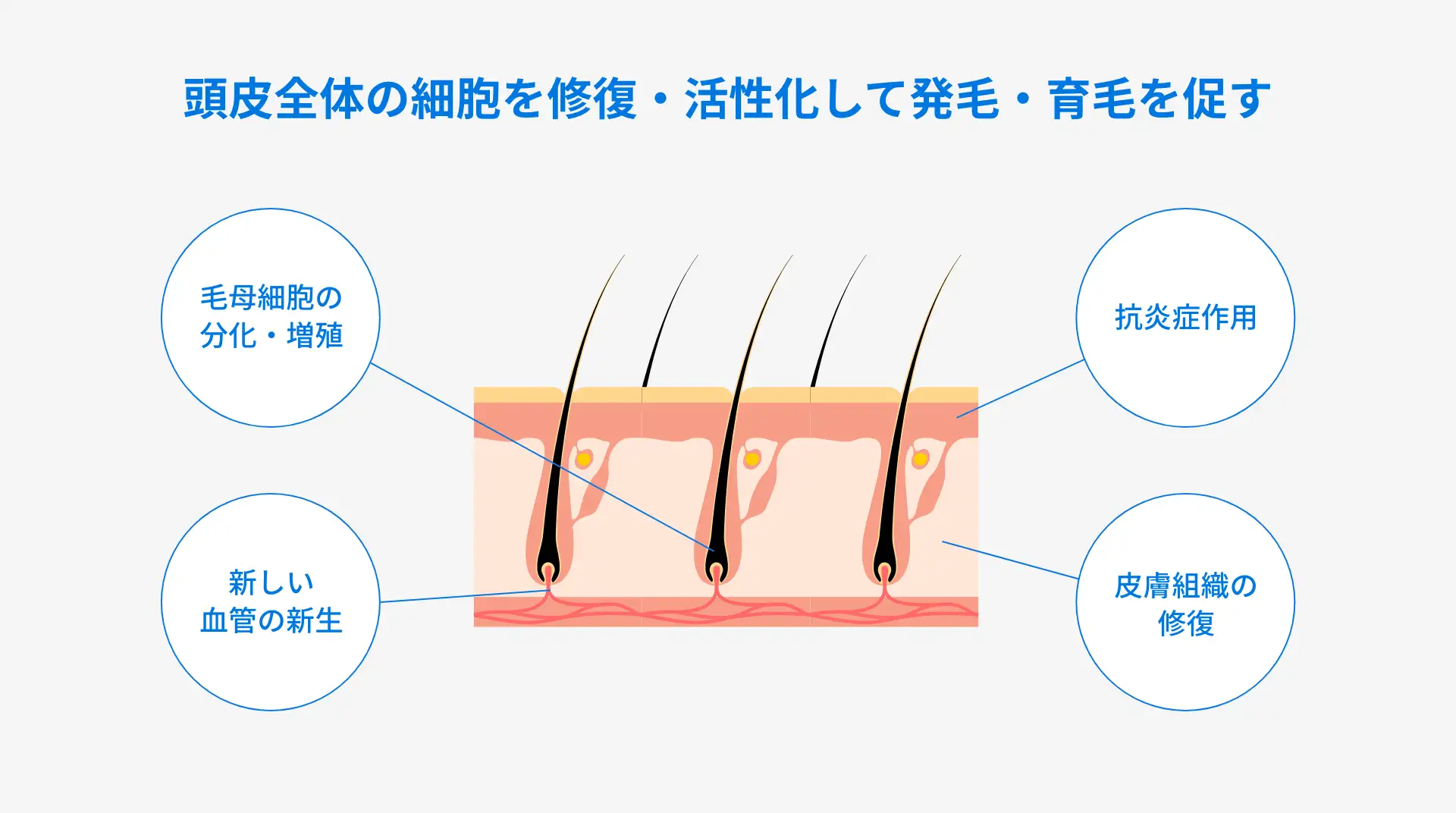 ゴリラメソ（幹細胞培養上清液）が促す発毛・育毛の効果