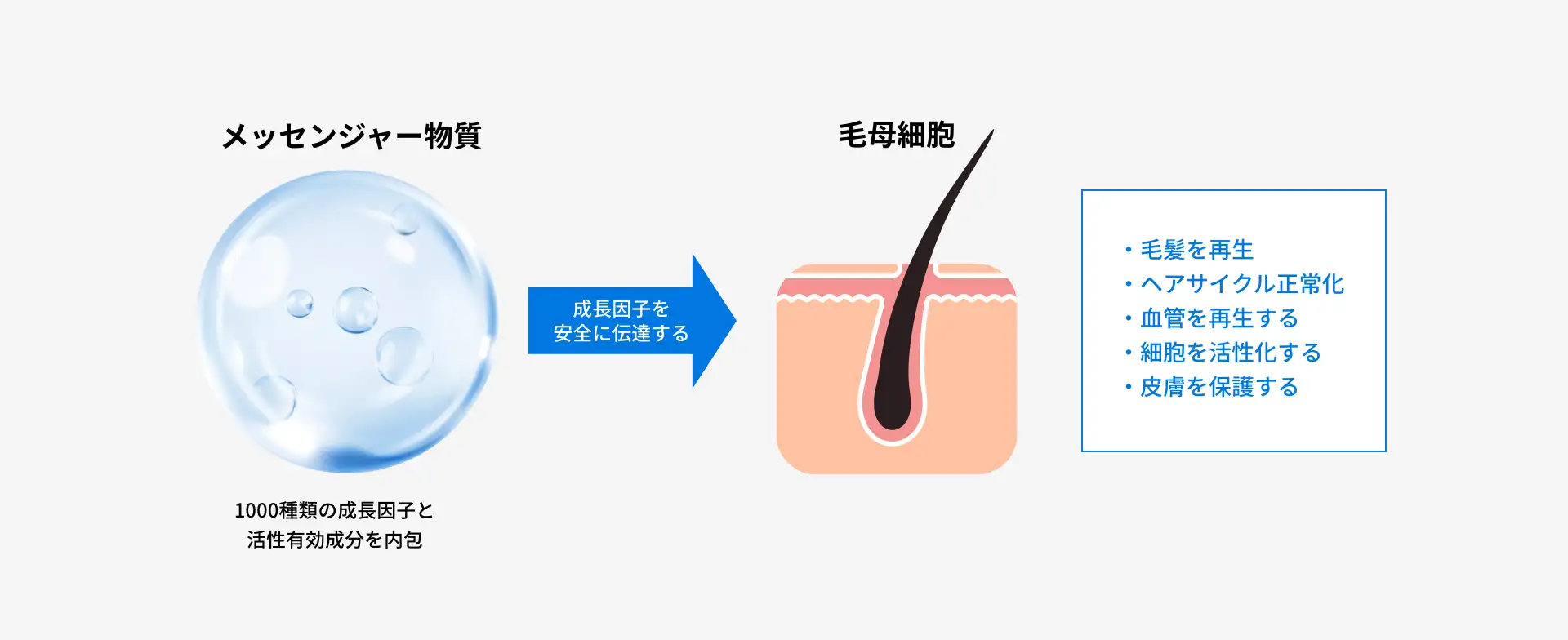 ゴリラメソ（幹細胞培養上清液）におけるめっさんじゃー物質の作用