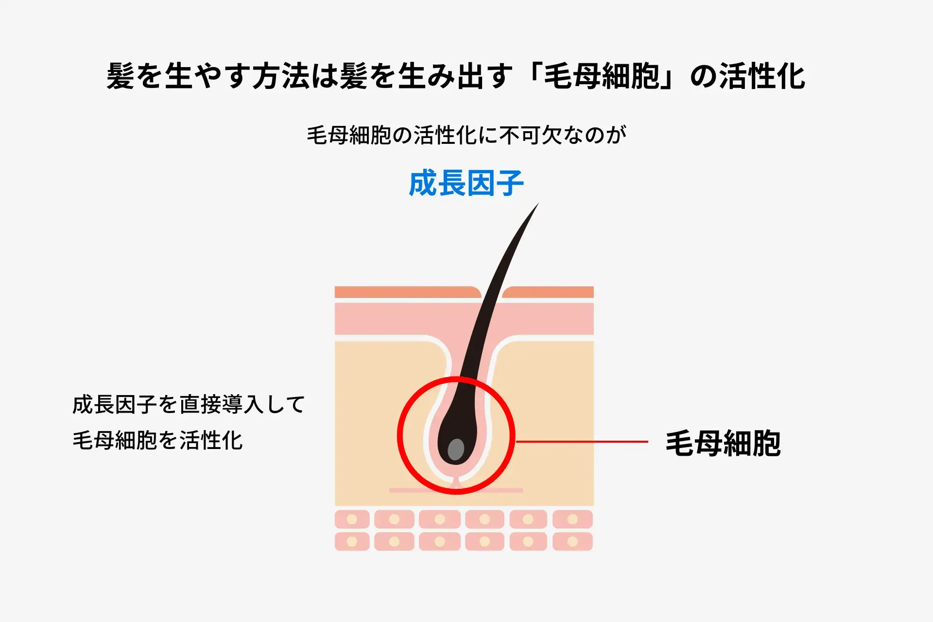 毛髪を再生させる成長因子