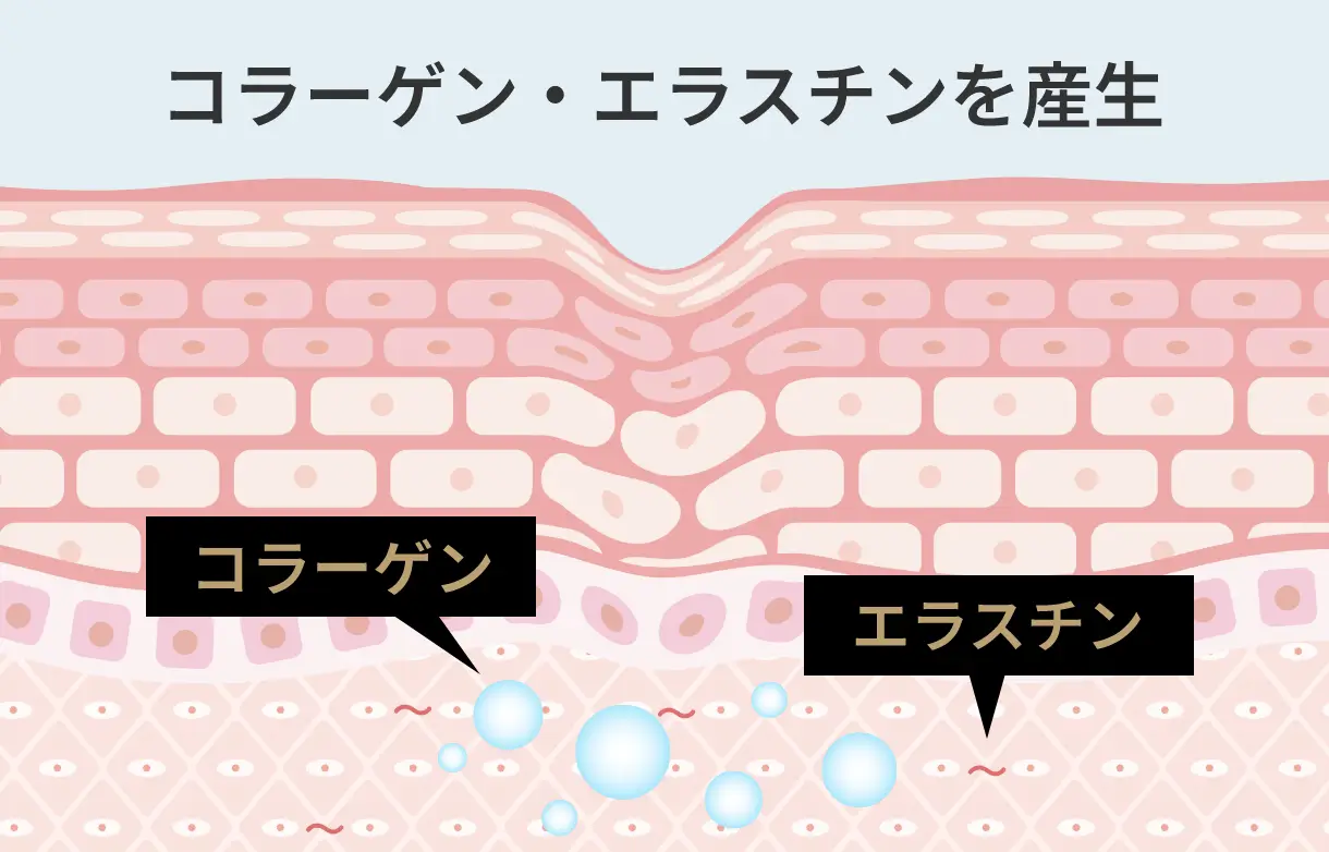 コラーゲン・エラスチンを産生