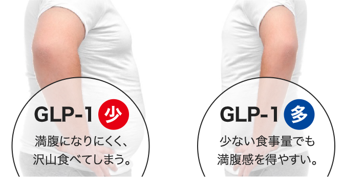GLP1が少ない、GLP１が多い人の比較