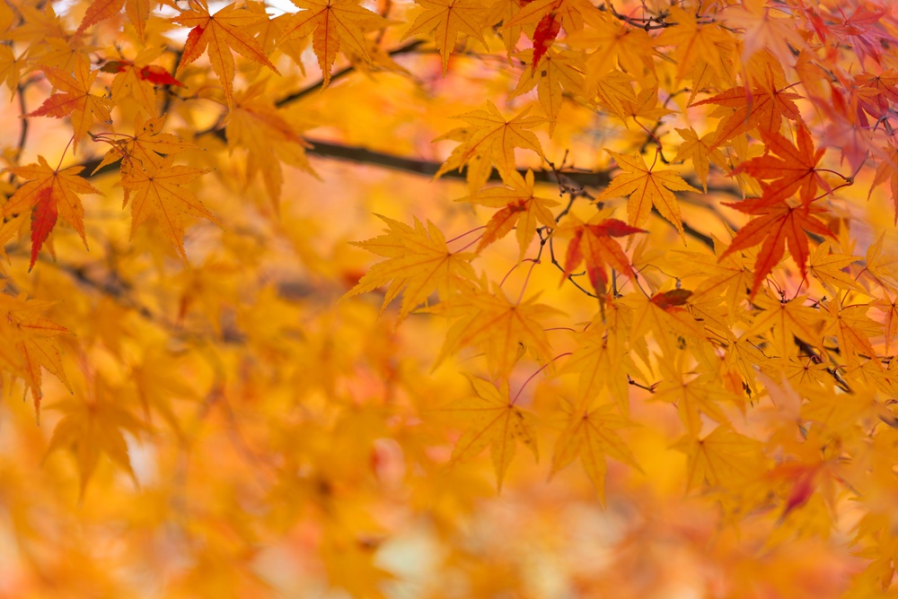 Red,Leaves,(maple,Trees),In,Autumn,Season,Near,Kyoto,,Japan.