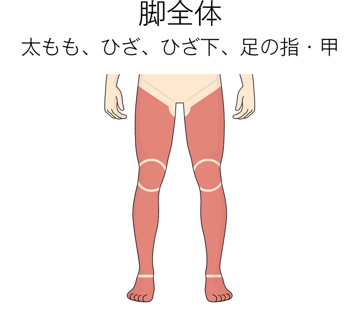 脚全体