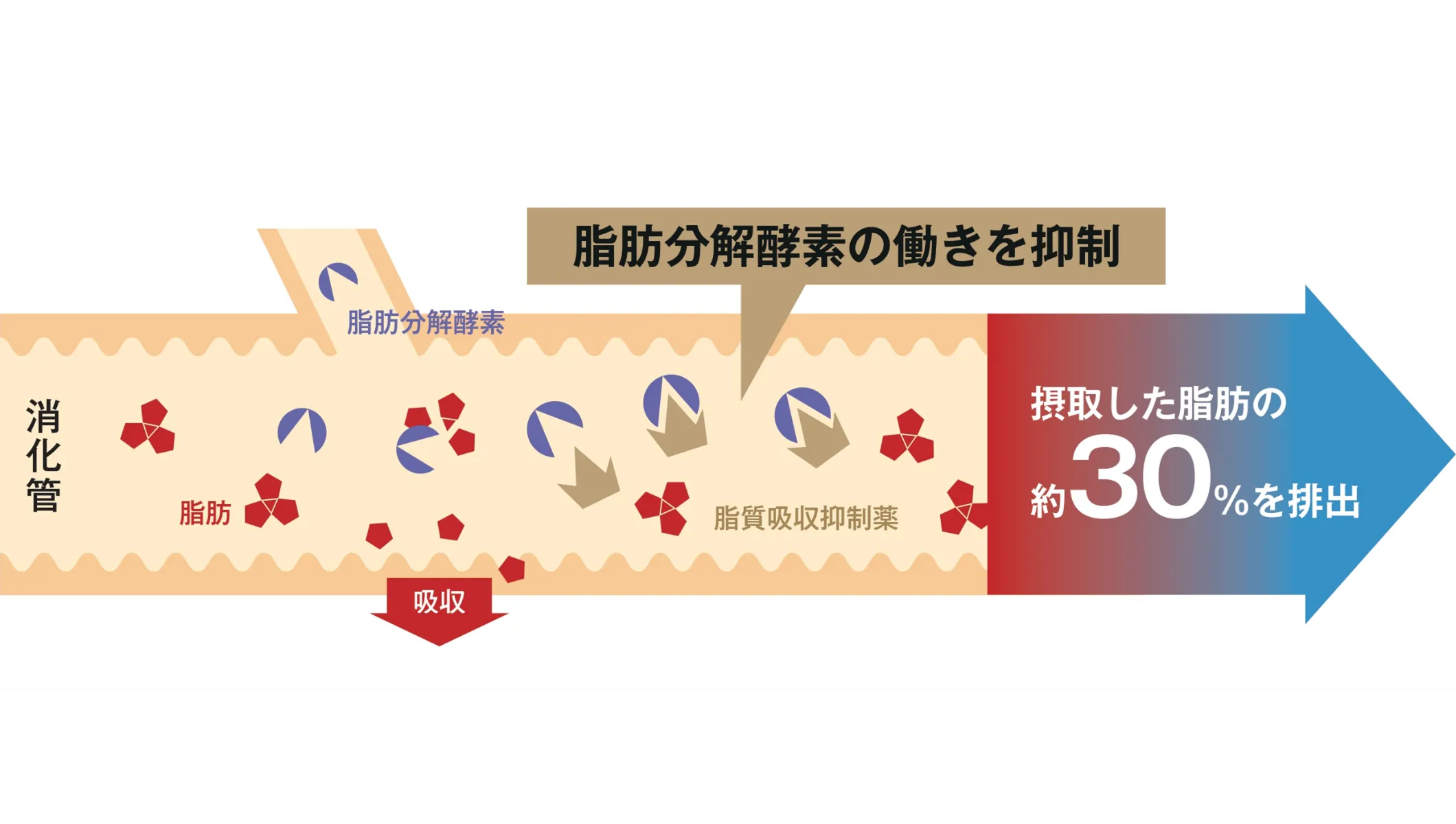 脂質吸収抑制薬の説明