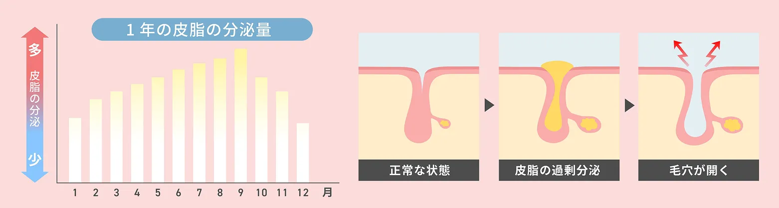 月別の皮脂の分泌量