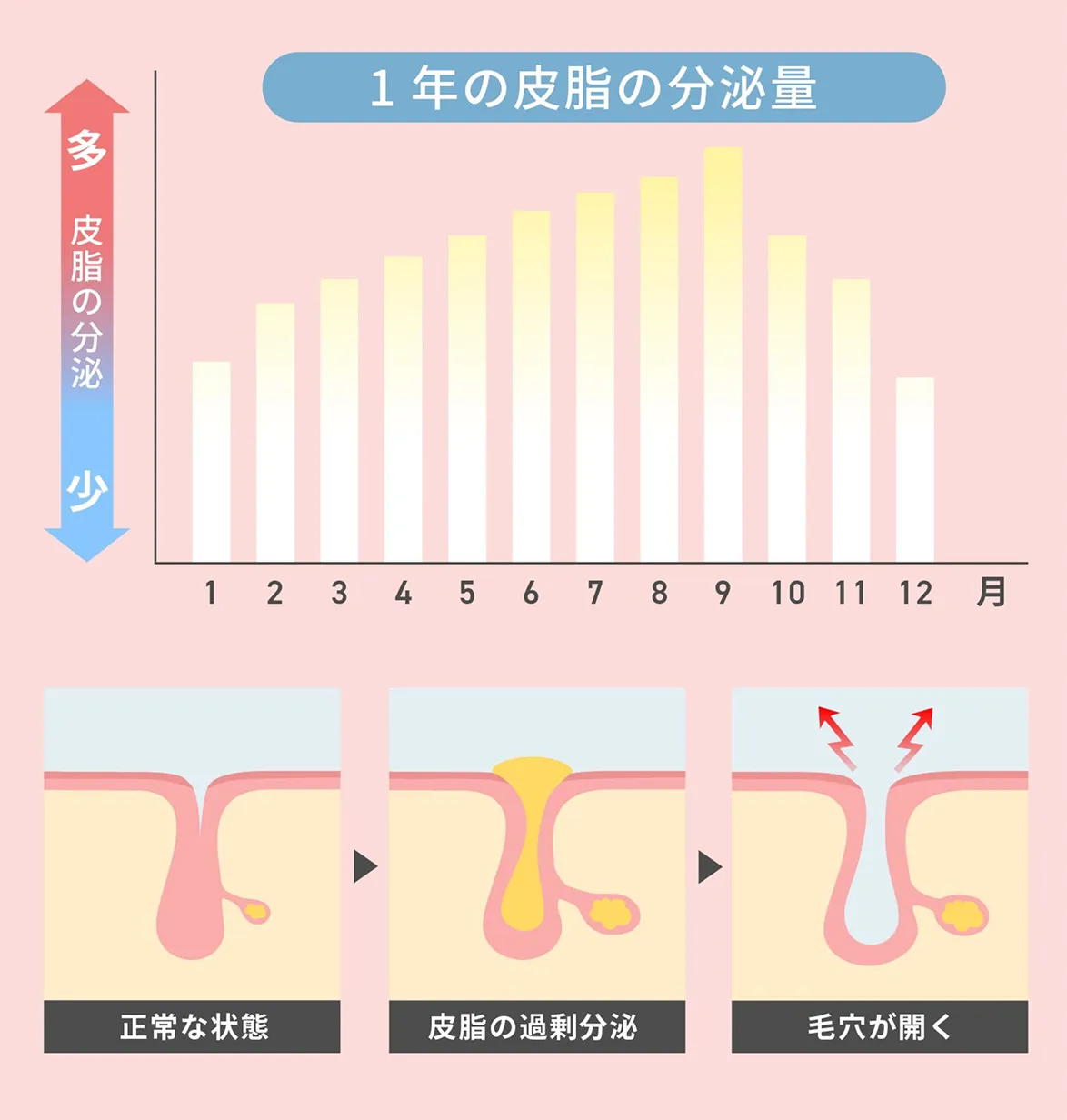 月別の皮脂の分泌量